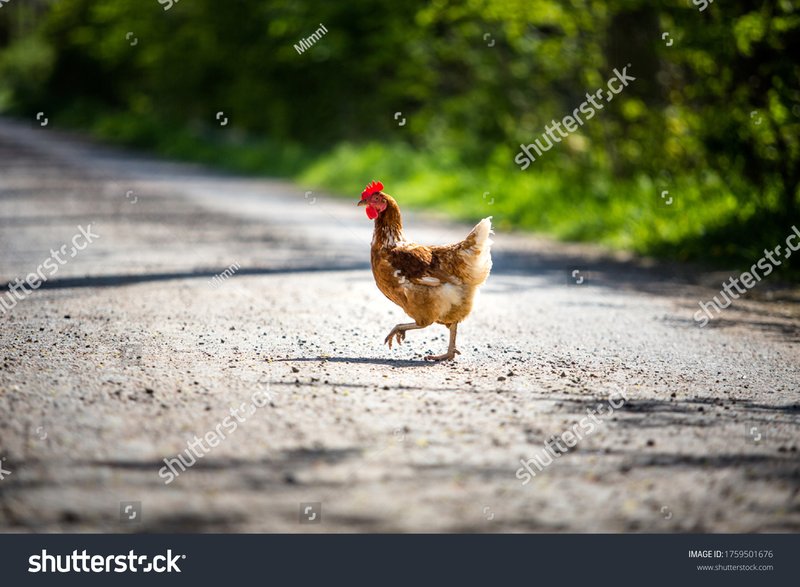 Image: Descubre el Juego de Azar de la Ruta del Pollo en España