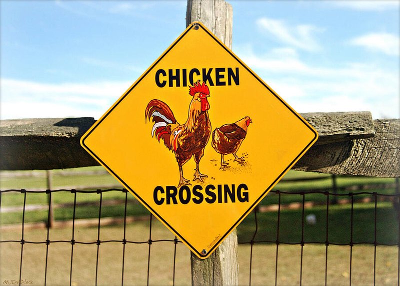 Chicken road inout in Spain